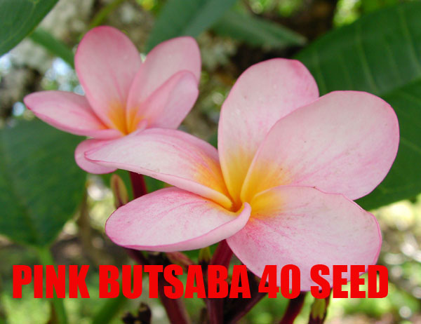 Plumeria -  Pink Butsaba