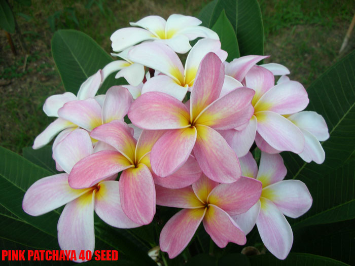 Plumeria -  Pink Patchaya