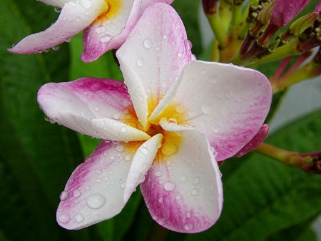 Plumeria - Pink Patum