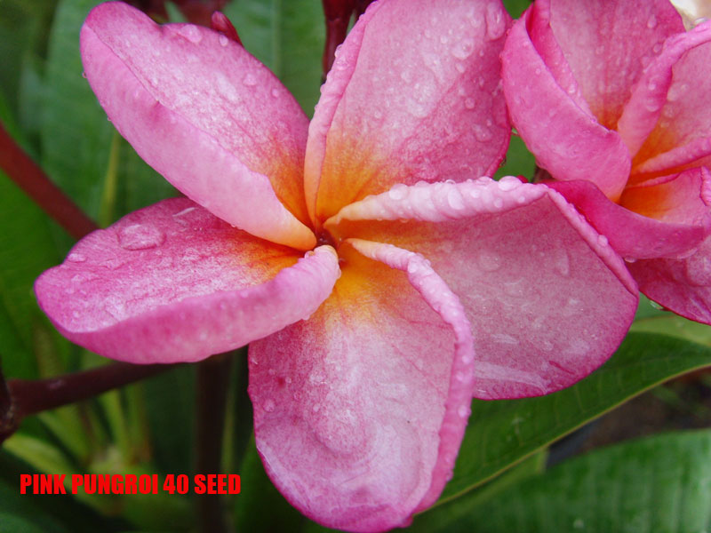 Plumeria -  Pink Pungroi