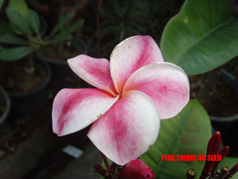 Plumeria -  Pink Smoke