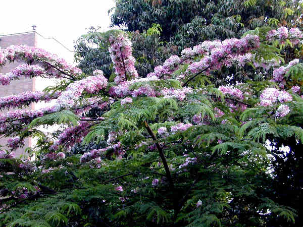 Cassia Nodosa - Jointwood