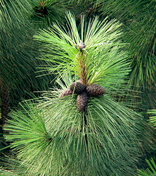 Gul Fyr/Ponderosa Fyr - Pinus ponderosa
