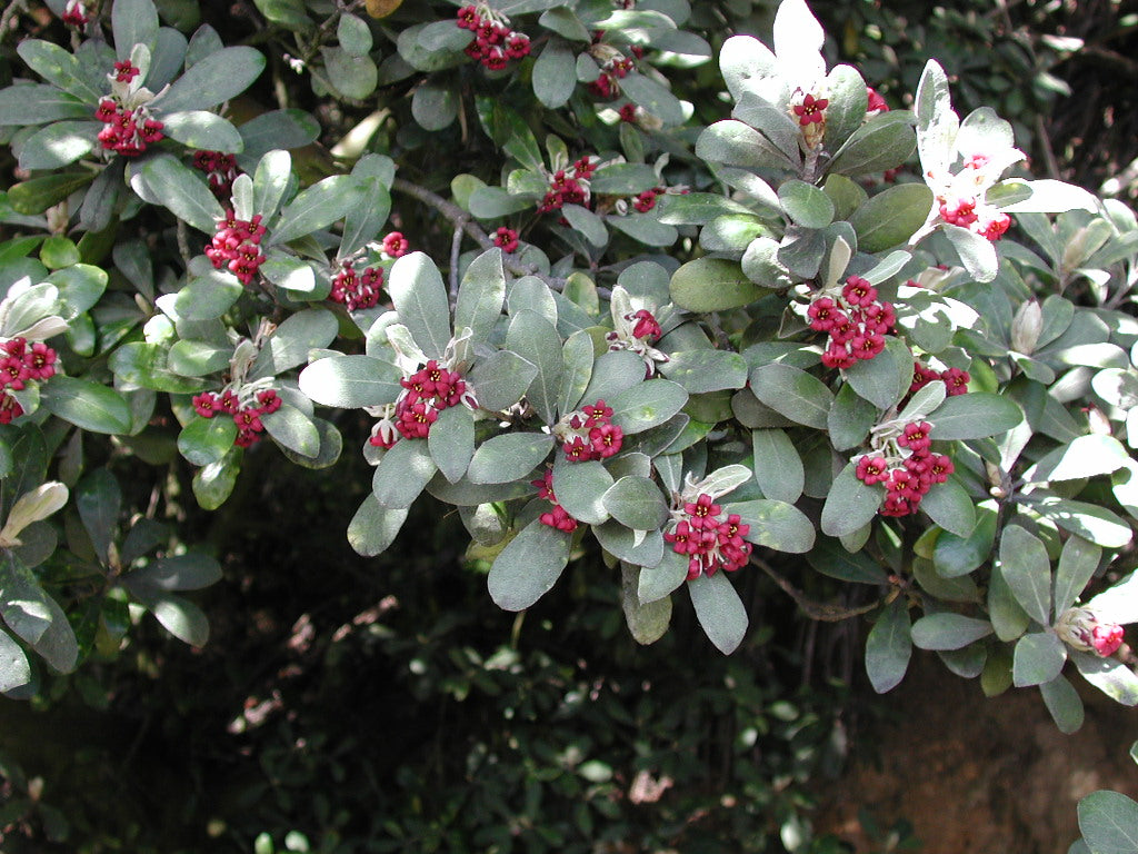 Karo - Pittosporum crassifolium