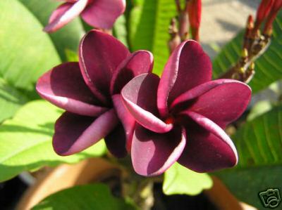 Plumeria -  Thai Silke