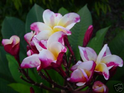 Plumeria - Madamponi