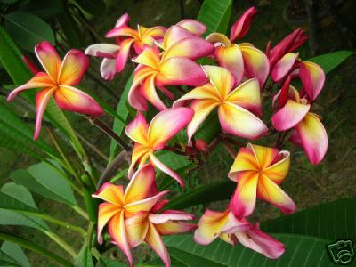 Plumeria - Sinai