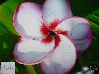 Plumeria - New thai 4606