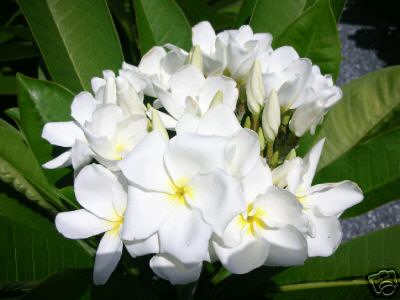 Plumeria - New White