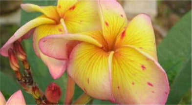 Plumeria - Fersken