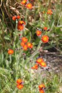 Pomerans Høgeurt - Pilosella aurantiaca