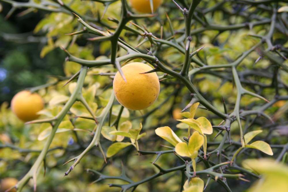 Dværgcitron/Bitter Orange - Poncirus trifoliata