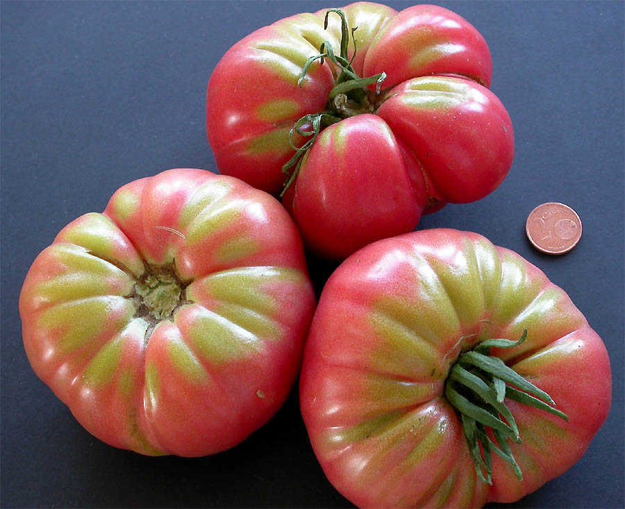 Ponderosa Pink - tomat