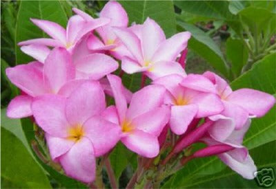 Plumeria - Princess