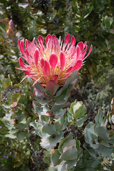 Bredbladet Protea - Protea eximia