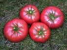 Prudens Purple