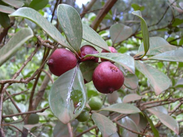 Jordbær Guave - Psidium cattleianum