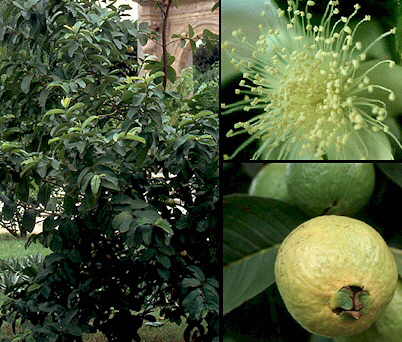 Almindelig Guave - Psidium guajava