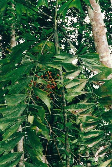 Pacsoa - Ptychosperma sp.