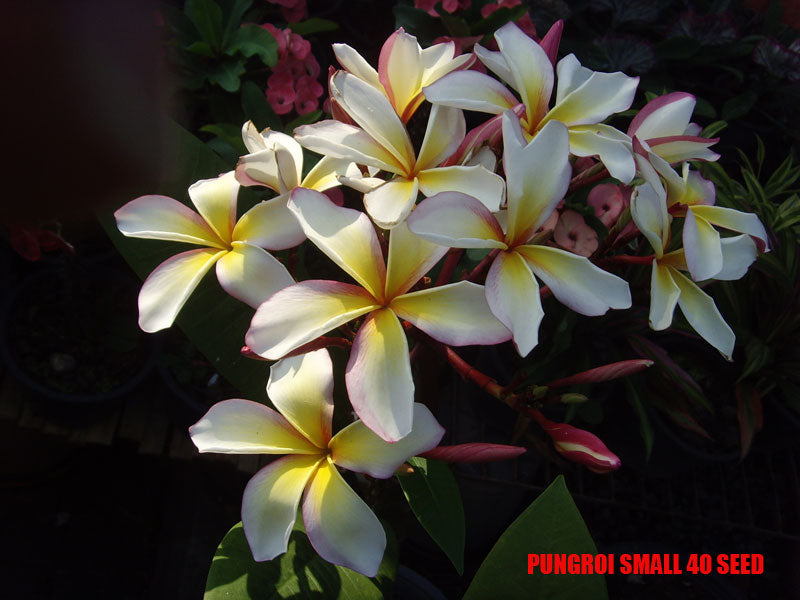 Plumeria -  Pungroi Small