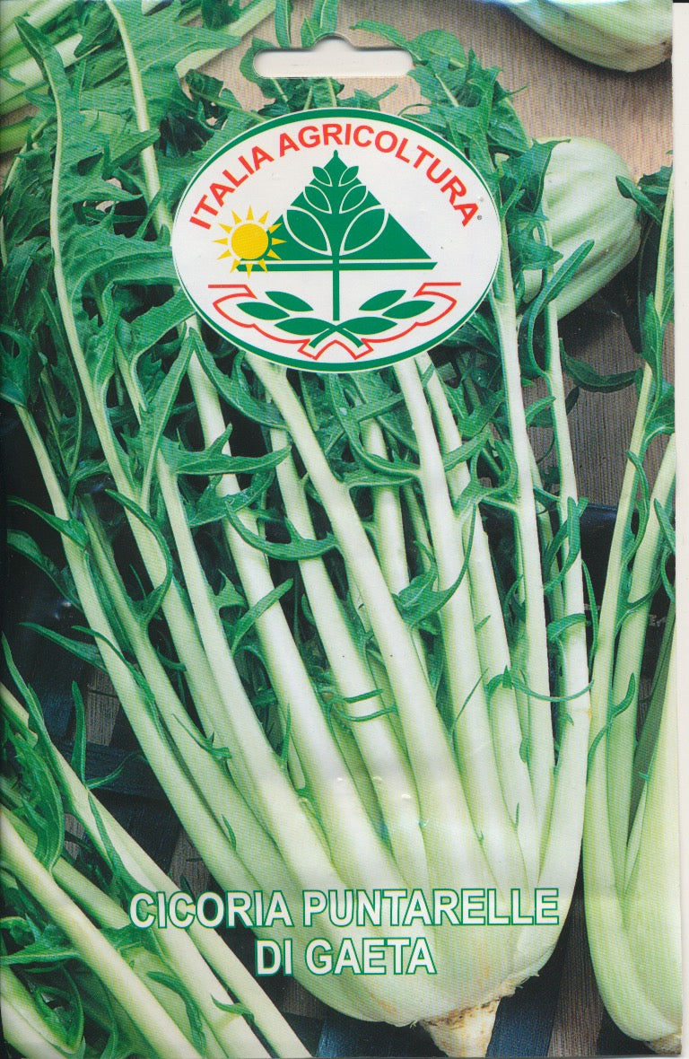 Cicoria, Puntarelle - Di Gaeta