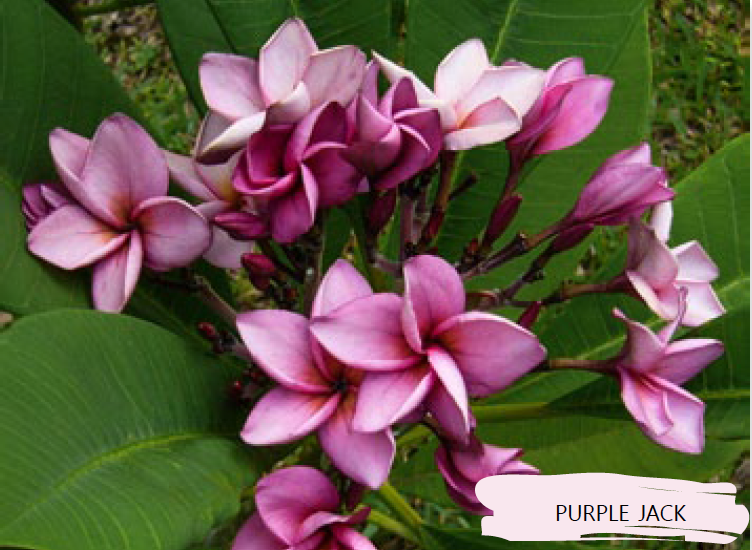 Plumeria - Purple Jack - PLANTE!