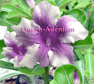 Ørkenrose - Adenium 'Purple Star'