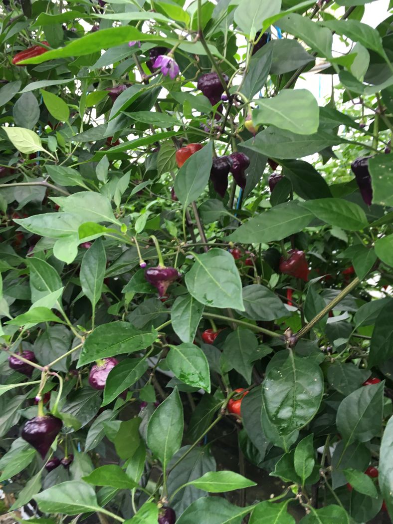 Jalapeno White