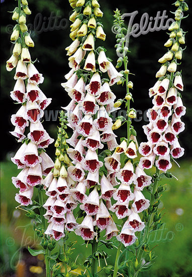 Fingerbøl blomst -Digitalis purpurea Pam's Choice