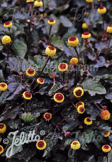 Læge plante - Acmella oleracea f. purpurea
