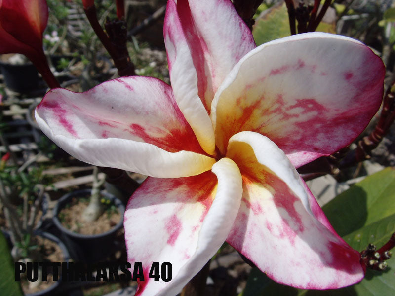Plumeria -  Putthalaksa