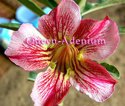 Ørkenrose - Adenium 'Racing Stripes'