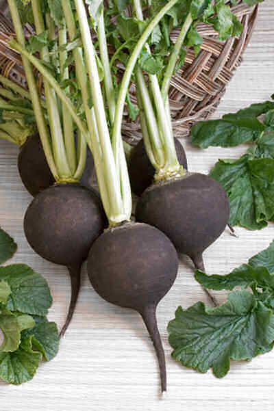 Black Spanish - Radis