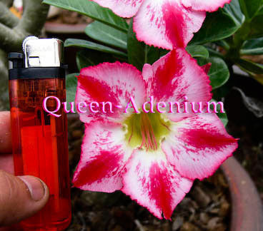 Ørkenrose - Adenium 'Red Fragrant'