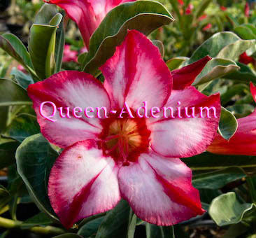Ørkenrose - Adenium 'Red Tycoon'