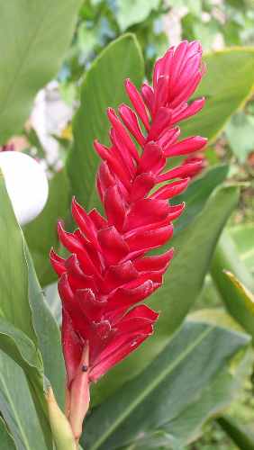 Vild Rød Ingefær (Australian red native ginger)