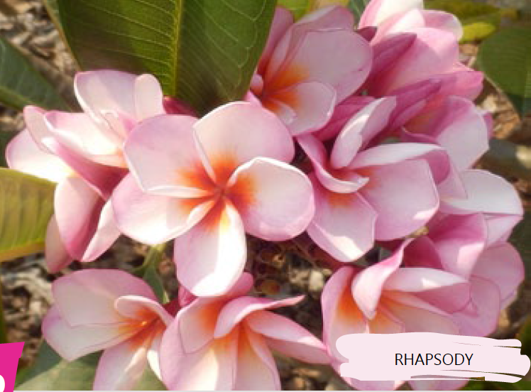 Plumeria - Rhapsody - PLANTE!