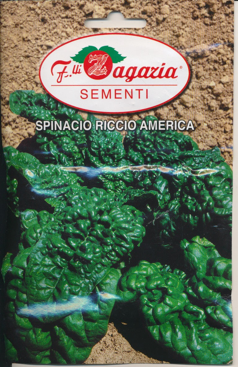 Spinat - Riccio America