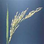 Ris - Oryza sativa 'Koshikari'