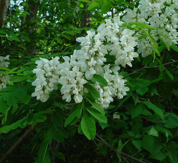 Troldacasie - Robinia pseudoacasie