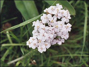 Almindelig Røllike  - Achillea millefolium