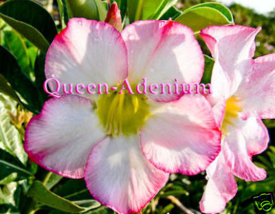 Ørkenrose - Adenium 'Rose Quartz'