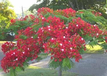 Flammetræ / Royal Poinciana træ