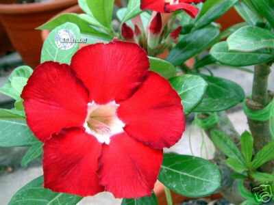 Ørkenrose - Adenium 'Royal Ruby'