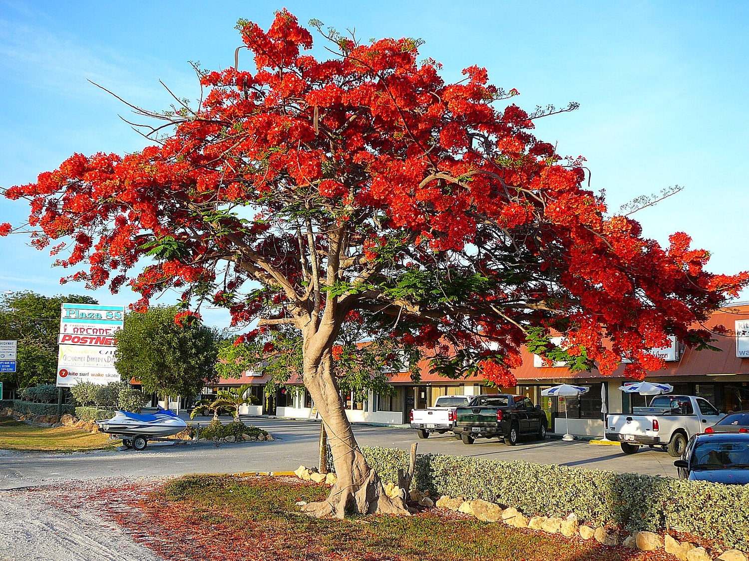Flammetræ / Royal Poinciana træ
