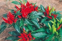 Salmon - C. annuum