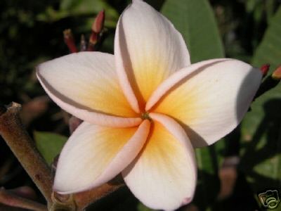 Plumeria - Salmon Brown