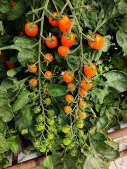 Snacktomat - Rimmerhus Sweet Orange F1