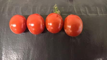 Snacktomat - Rimmerhus Sweet Grape F1