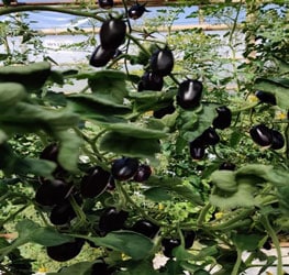 Snacktomat - Rimmerhus Black Magic F1
